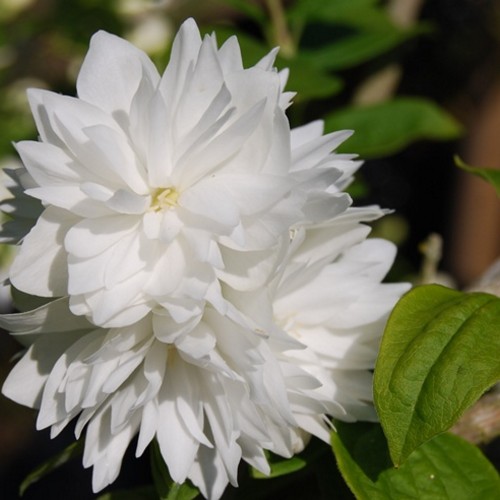 Philadelphus 'Minnesota Snowflake' - Ebajasmiin 'Minnesota Snowflake' C10/10L